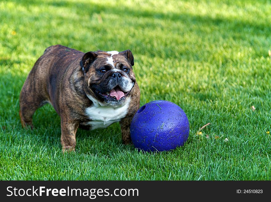Bulldog in grass with purple ball