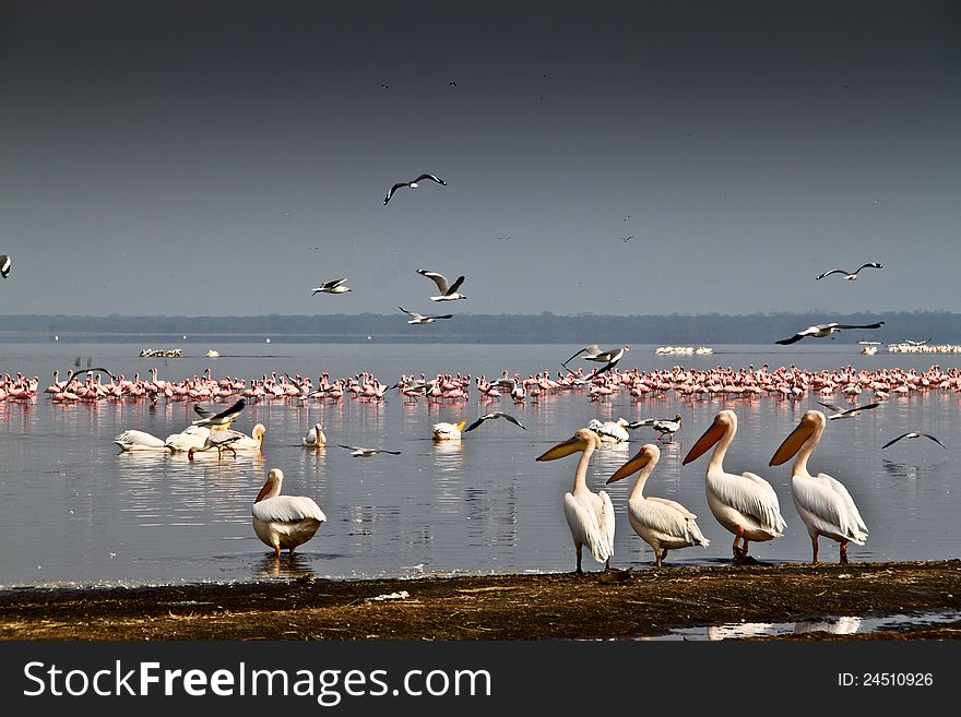 Pelicans and flamingos in Lake Nakuru, Kenya