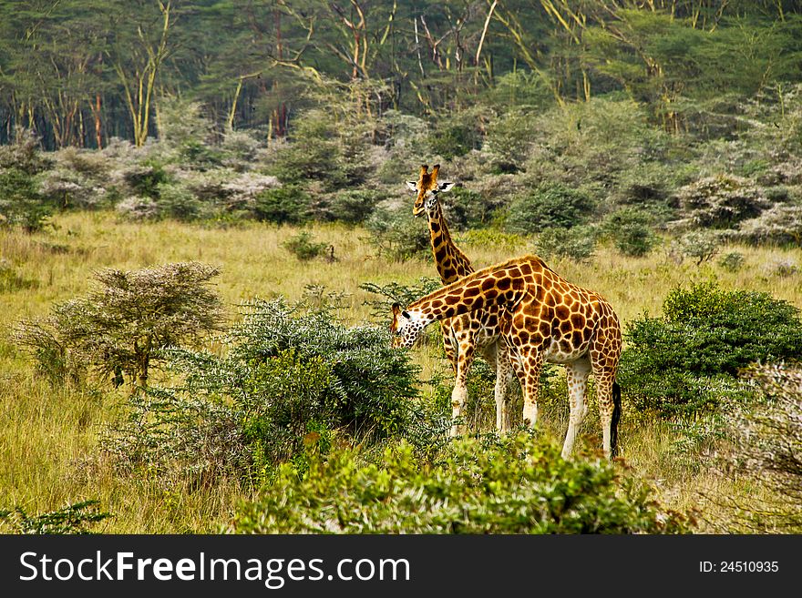 Giraffes eating in Lake Nakuru, Kenya
