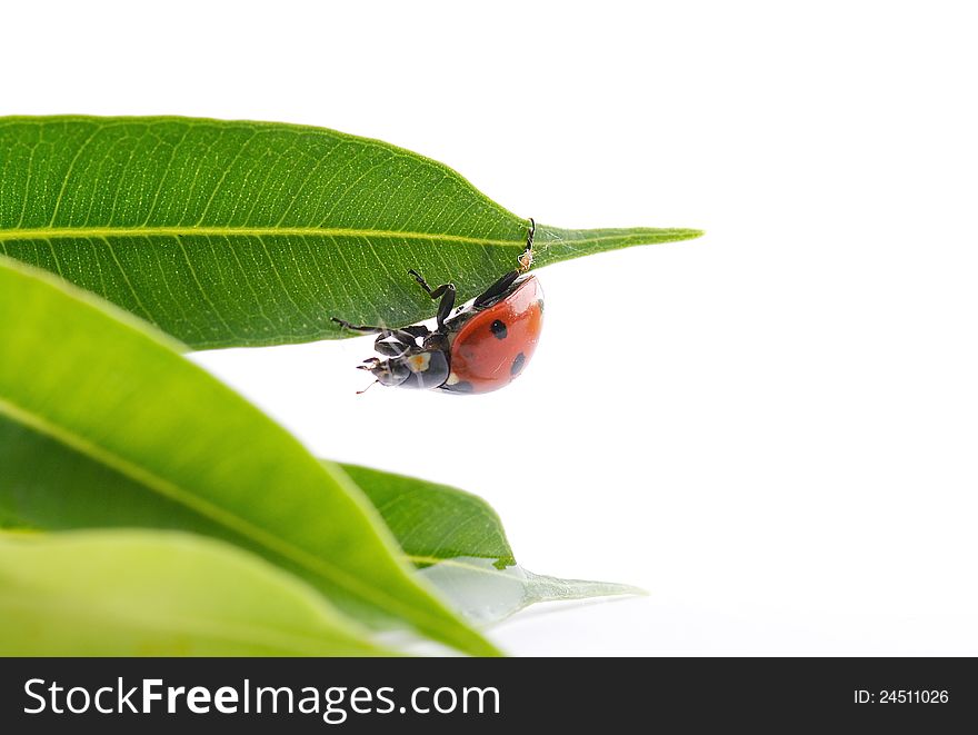 Ladybug in green leaves close up on white background