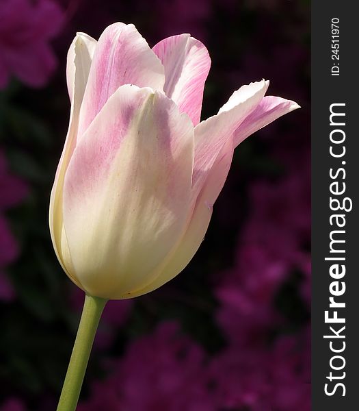 A pink and white Triumph Shirley Tulip in bloom at the Sherwood gardens in Baltimore, Maryland
