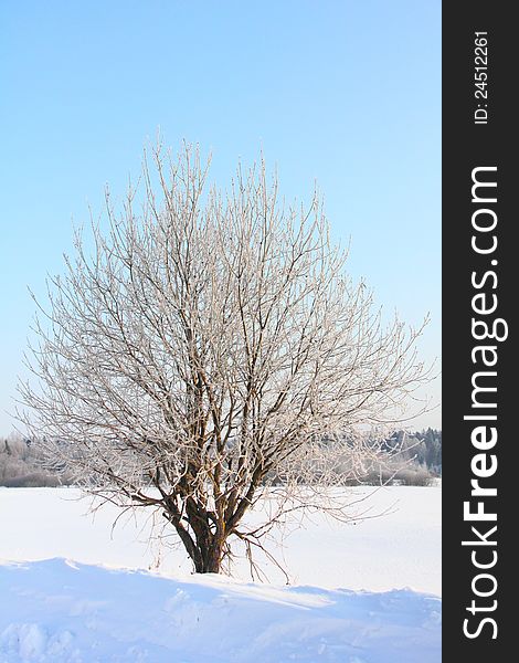 The tree covered with hoarfrost a field standing in covered snow. Winter. The tree covered with hoarfrost a field standing in covered snow. Winter.