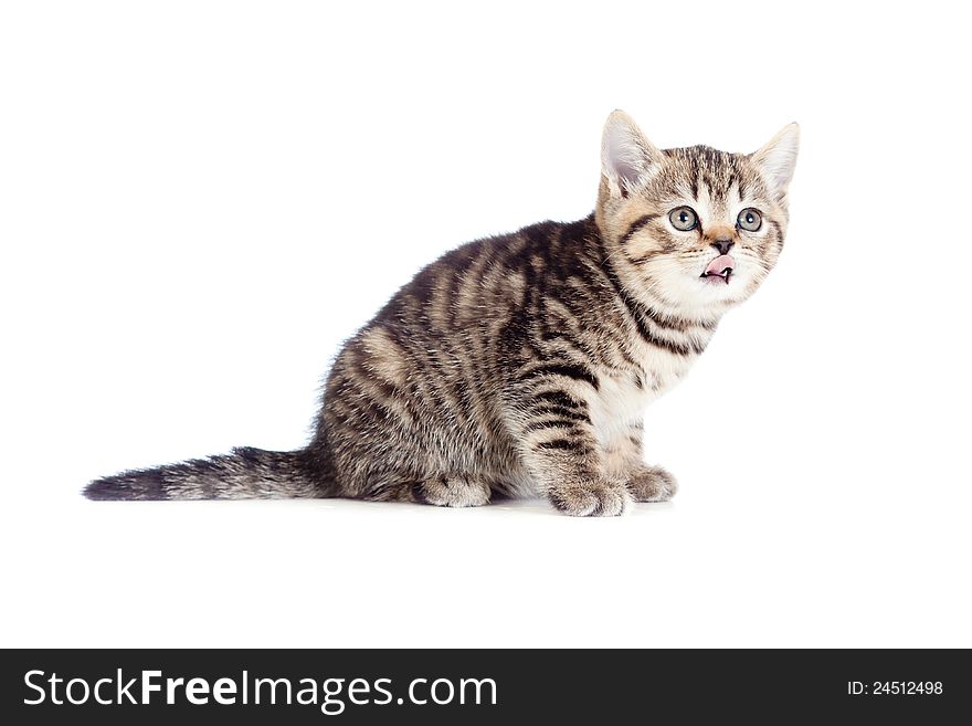 British kitten showing tongue on white