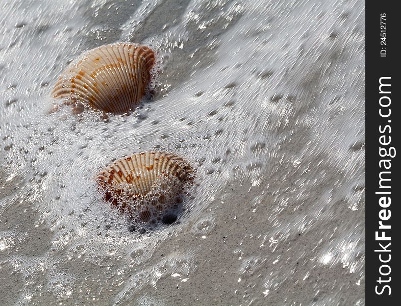 Two sea shells get a spray of ocean as the surf comes in