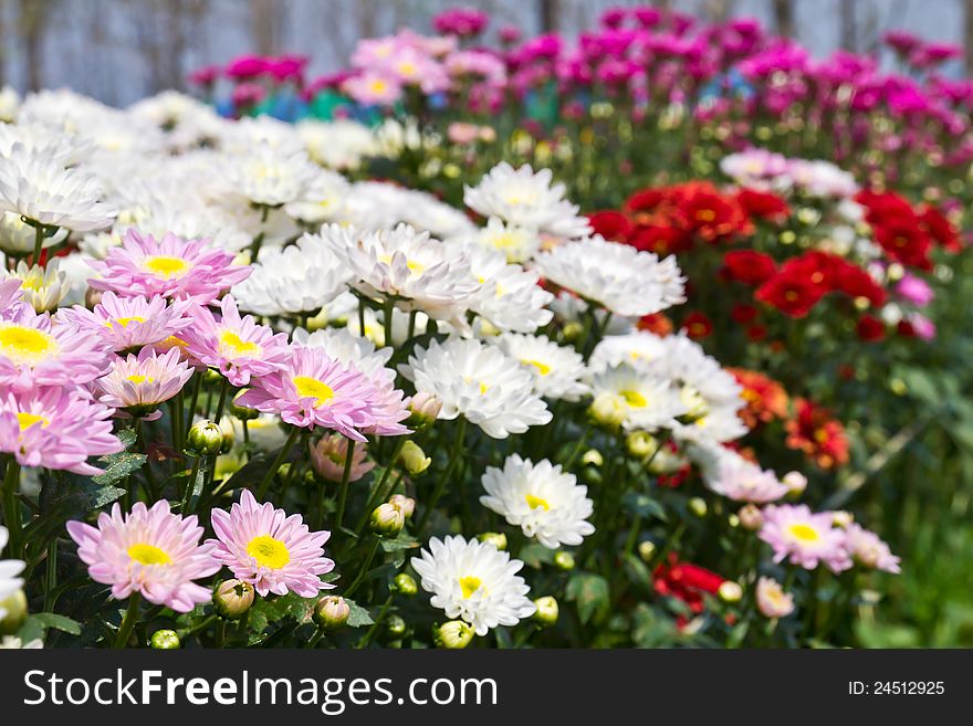 Colorful chrysanthemum flowers in garden. Colorful chrysanthemum flowers in garden