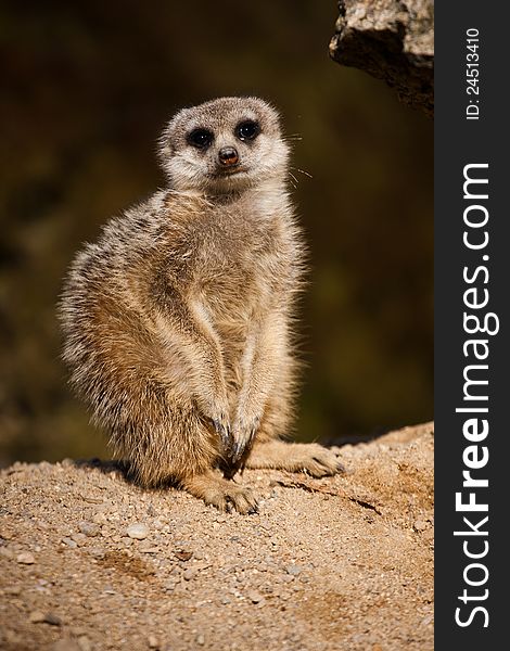 Meerkat