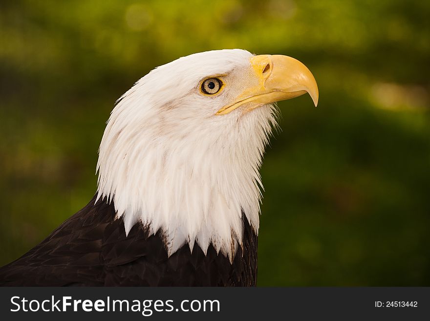 Bald Eagle is a large portrait of his bird.
