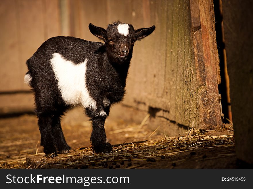 Baby goat is at home and waiting.