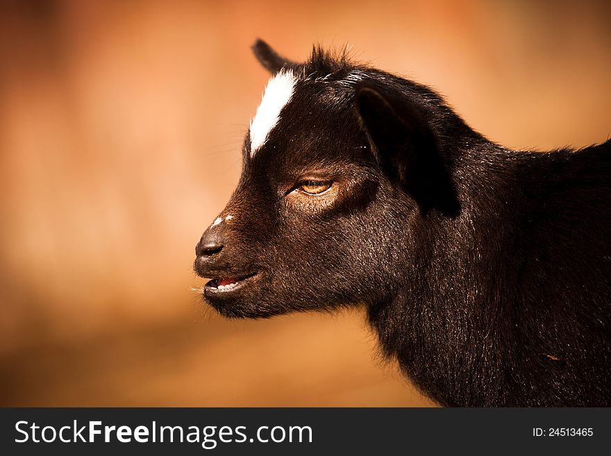 Baby goat portrait