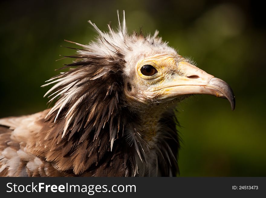 Vulture is a nice bird