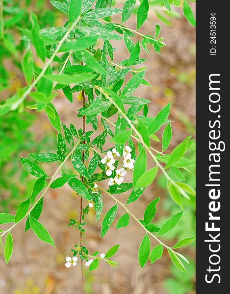 Branch with flowers from Spiraea thumbergii