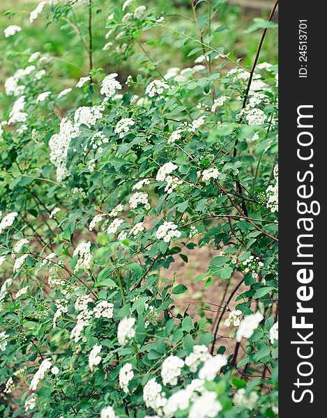 Blooming Shrub Of Spiraea Vanhouttei