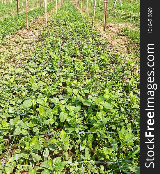 Nursery chrysanthemum  flowers