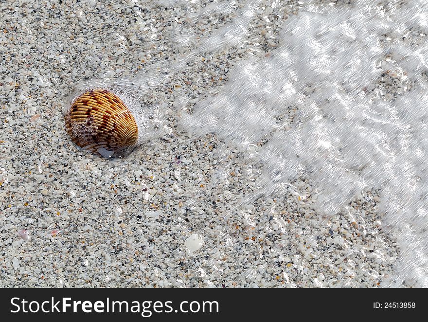 A sea shells get a spray of ocean as the surf comes in