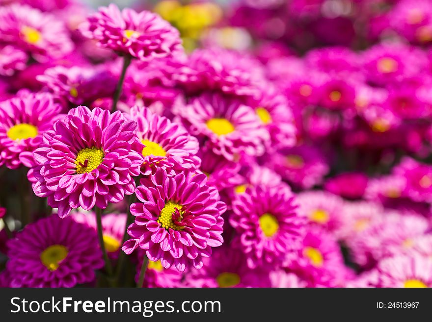 Colorful pink chrysanthemum flowers in garden