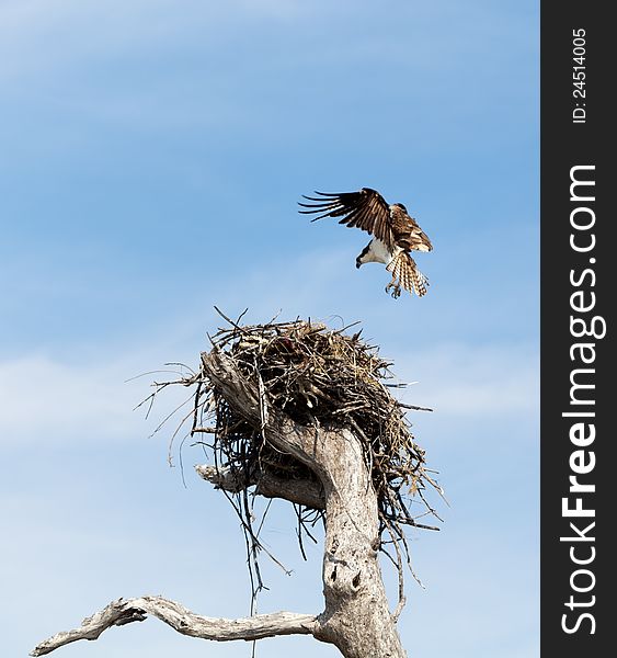 An osprey wings in for a landing at it's nest