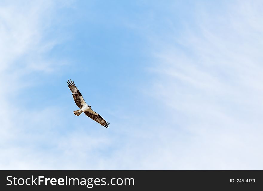 An osprey takes flight in the skies over a Florida beach