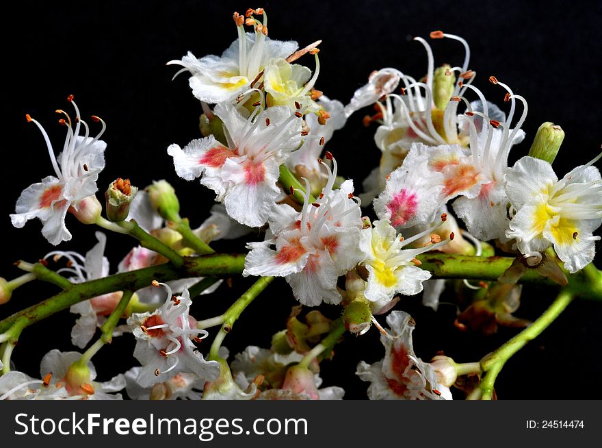 Closeup of flowers of horse chestnut on a black background