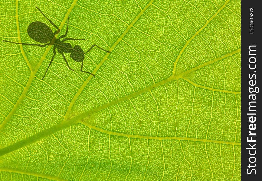 Green leaf with ant shadow