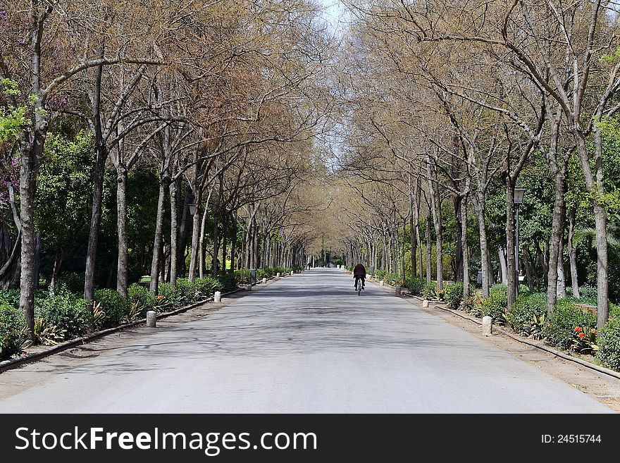 Man riding his bike In The Park Maria Luisa, Seville, Spain