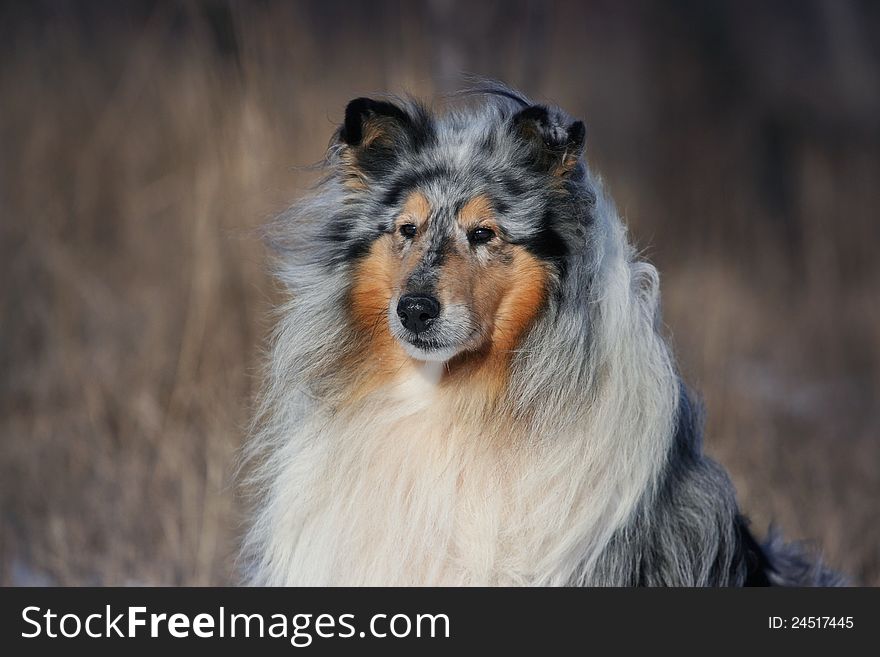 Portrait of a beautiful Rough Collie dog in a sitting position. Portrait of a beautiful Rough Collie dog in a sitting position