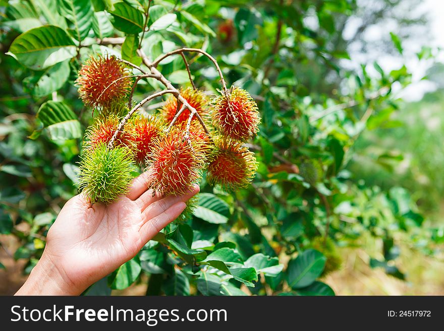 Rambutan fruit