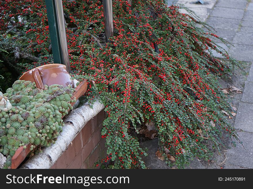 Cotoneaster dammeri, the bearberry cotoneaster, is a species of flowering plant in the genus Cotoneaster. Berlin, Germany