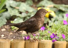 Blackbird Stock Photos Blackbird Stock Photos