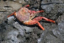 Wildlife With A Colourful Crab At Volcanic Rocks, La Palma, Spain Royalty Free Stock Photos Wildlife With A Colourful Crab At Volcanic Rocks, La Palma, Spain Royalty Free Stock Photos