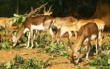 Group Of Deers Stock Photos