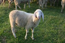 Lamb Royalty Free Stock Image