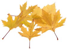 Leaves Isolated On White Stock Image Leaves Isolated On White Stock Image