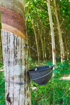 Rubber Tree Royalty Free Stock Images Rubber Tree Royalty Free Stock Images