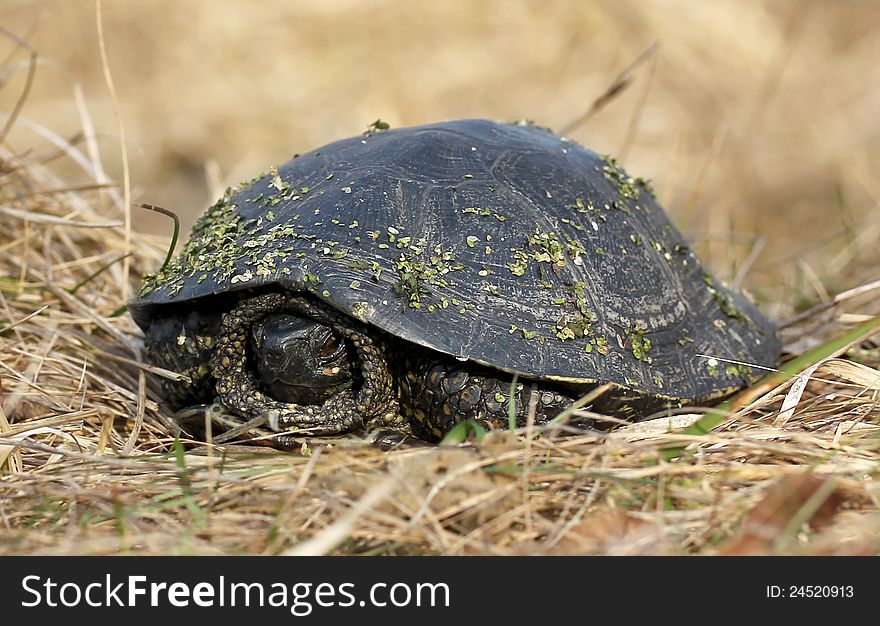 Big gray tortoise sits in dry grass. Big gray tortoise sits in dry grass