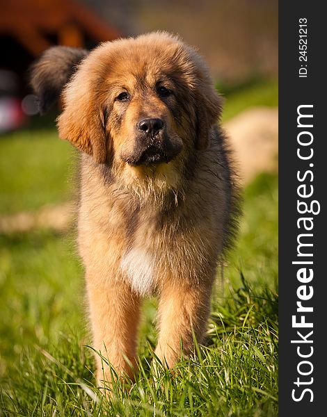 Tibetan Mastiff puppy likes to play. Tibetan Mastiff puppy likes to play.