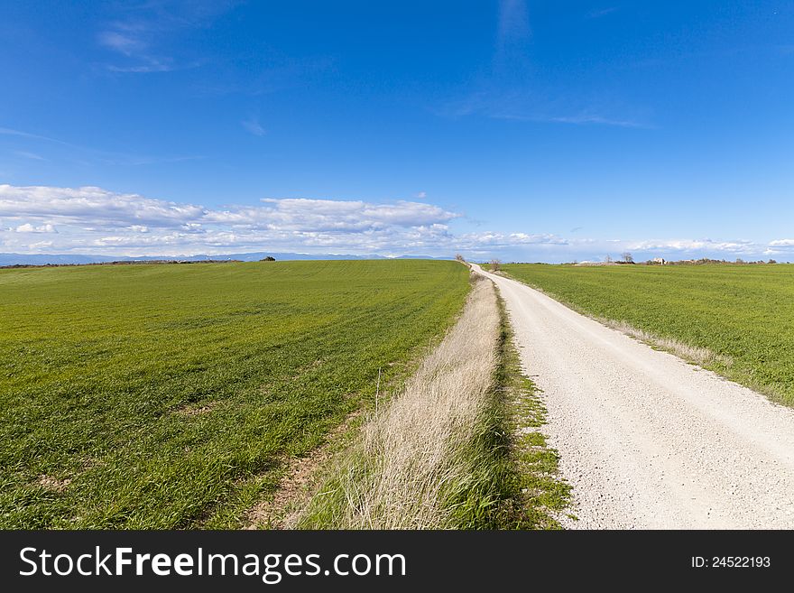 Dirt road with green fields planted with corn