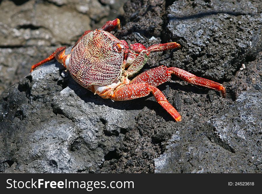 Wildlife with a colourful crab at volcanic rocks, La palma, Spain