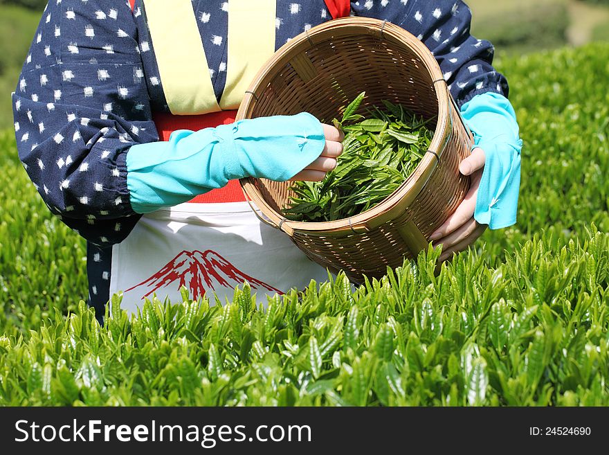 Japanese woman harvesting tea leaves