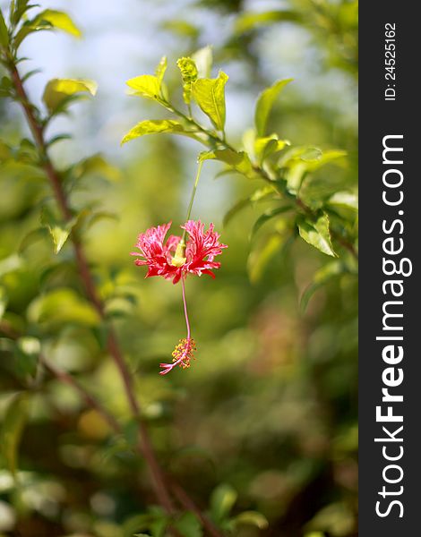 Another variation of the popular tropical hibiscus flower. Another variation of the popular tropical hibiscus flower.