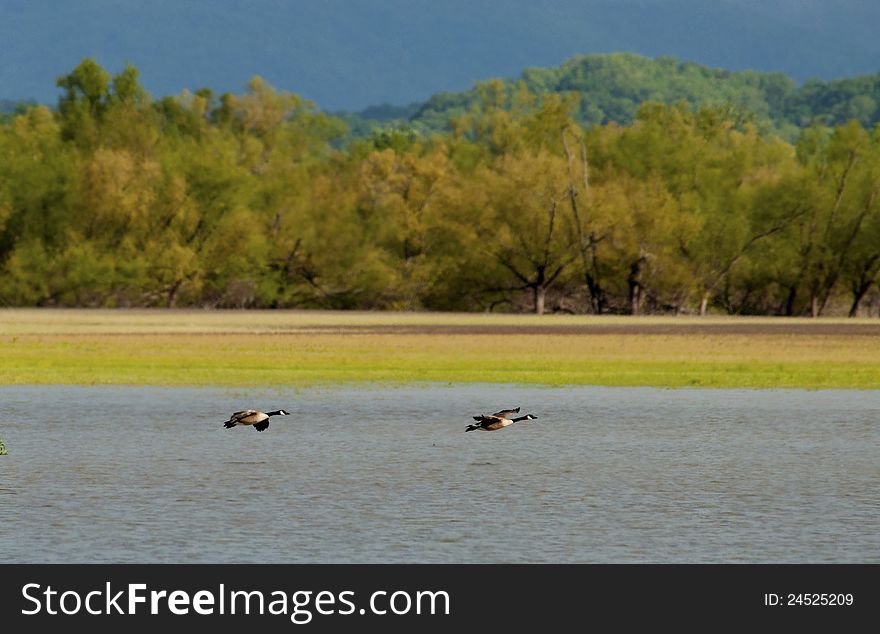 Canada Geese landing on the lake