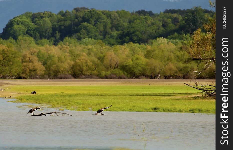 Canada Geese landing on a lake