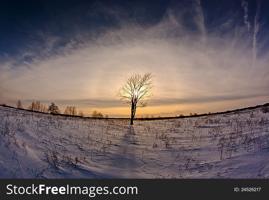 The fish eye of a photo in the winter evening towards to the sun through a tree crone. The fish eye of a photo in the winter evening towards to the sun through a tree crone