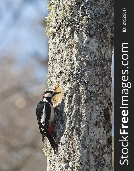 Great Spotted Woodpecker hacking out a nest in the tree trunk