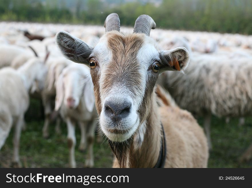 Portrait of a goat grazing
