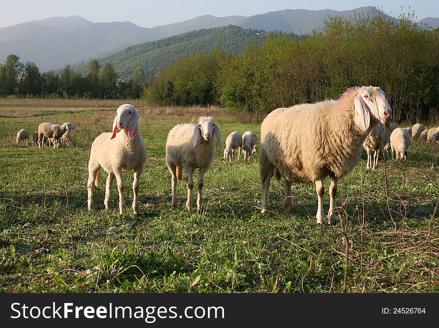 Herd of sheep grazing in green field