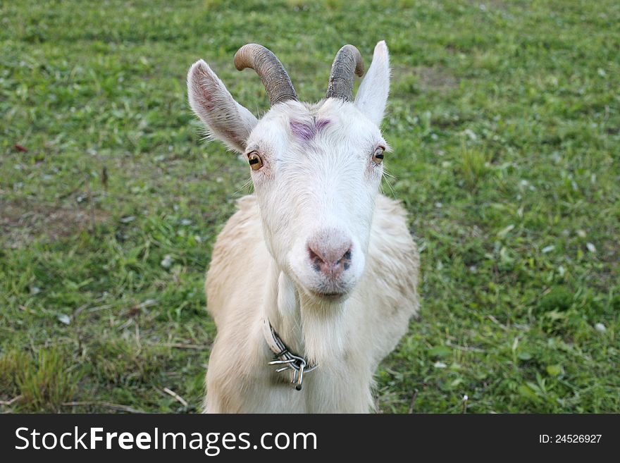 Portrait of a goat n the field