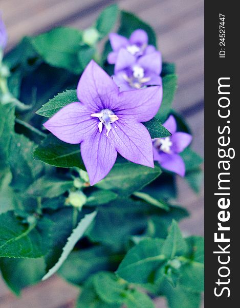 Close-up of a bell flower (Campanula persicifolia). Close-up of a bell flower (Campanula persicifolia)