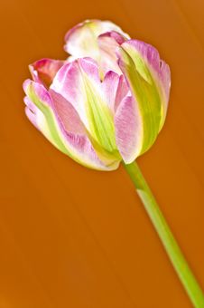 Pink And Green Tulip Stock Images Pink And Green Tulip Stock Images