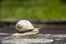Snail Stock Photo