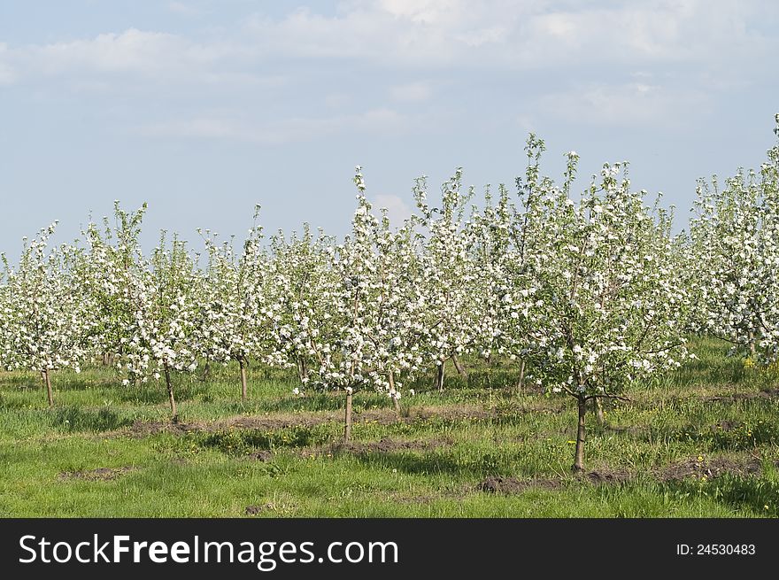 Young blossoming apple trees